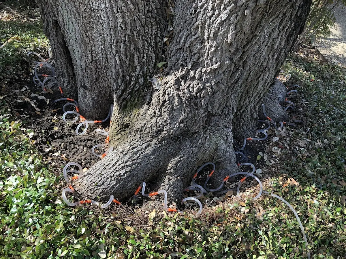 Detailed Tree Cabling and Bracing job site in Dickinson