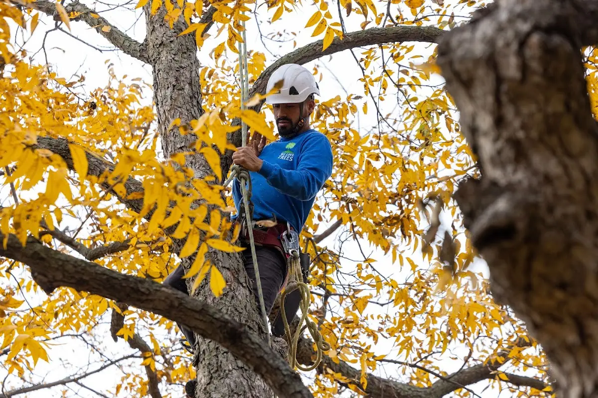 Skilled Storm Damage Cleanup crew working in Dickinson
