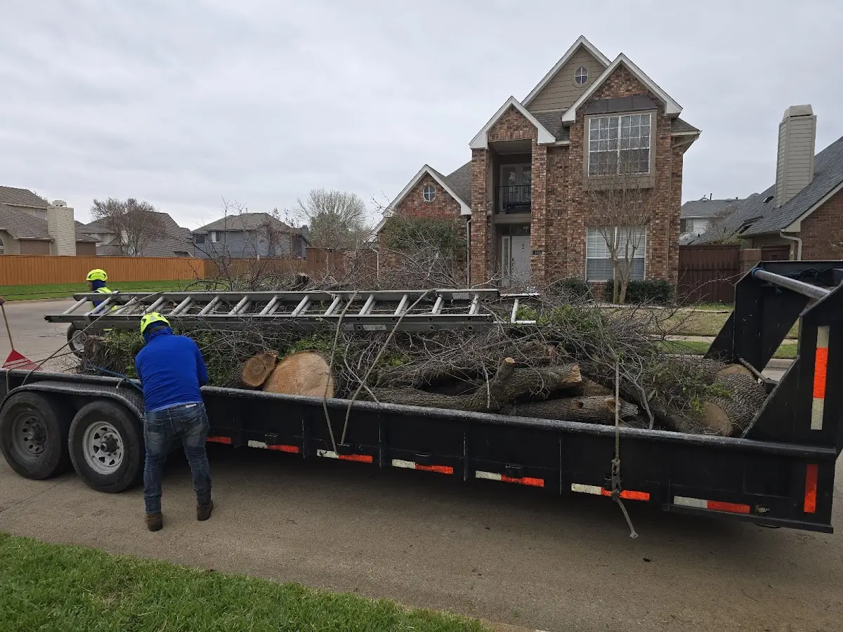 Expert Tree Pest Control with proper safety equipment in Dickinson